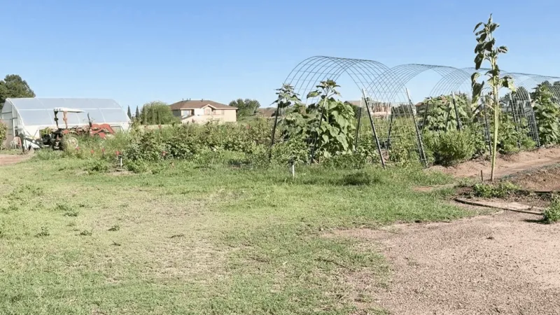 Heavy rain leaves San Elizario farm watching winter crops, workers' hours