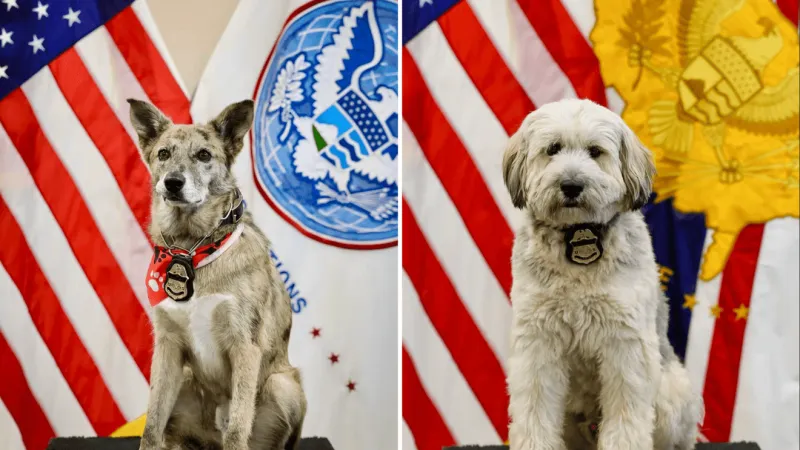El Paso, Juarez rescue dogs graduate as U.S. Border Patrol K9s
