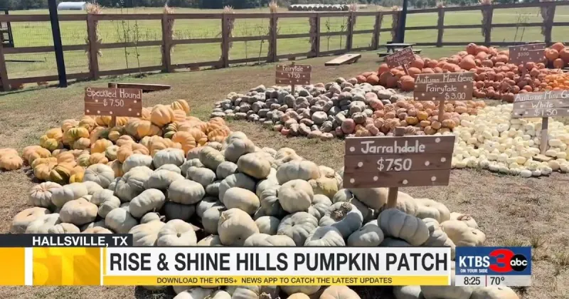 Fall fun at Rise & Shine Hills Pumpkin Patch