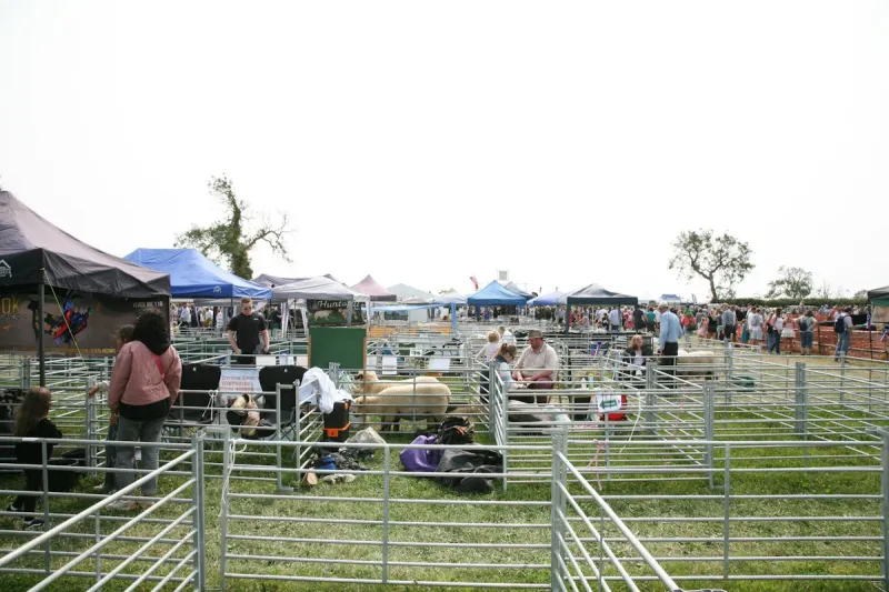 Which Fair Animal Is Your East Texas Town?