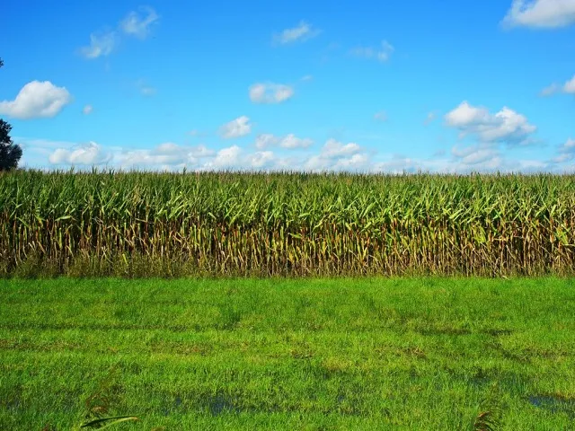 Mid-Atlantic Corn Yields Hold Despite Prolonged Summer Dryness