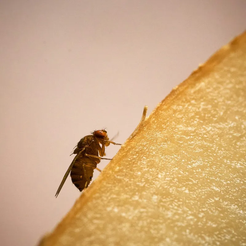 Lubbock, These Tiny Flies Have Somehow Invaded Your House