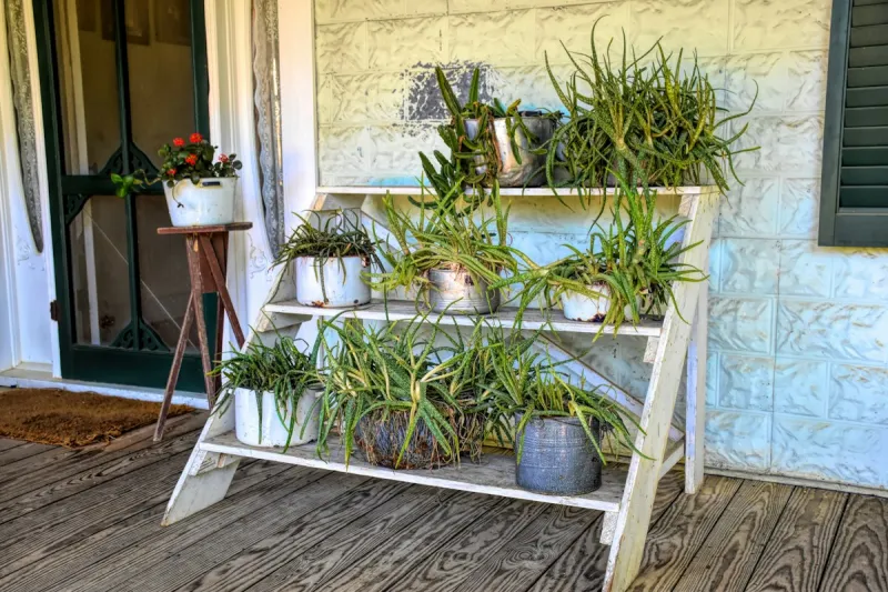 Lubbock, Your Plants May Not Be Ready for a Lubbock Fall