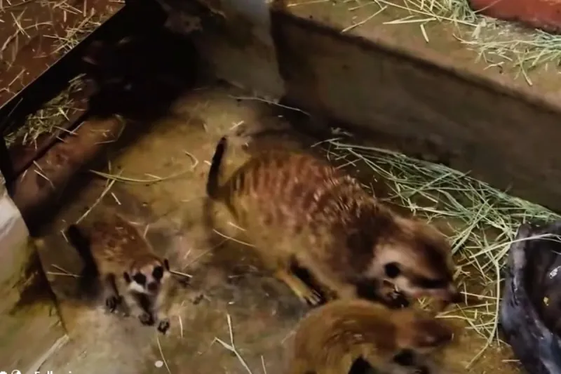 El Paso Zoo Welcomes an Adorable Trio of Meerkat Pups