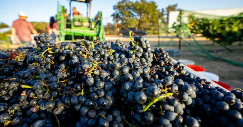 Texas wine grape growers report strong quality despite tough 2026 season
