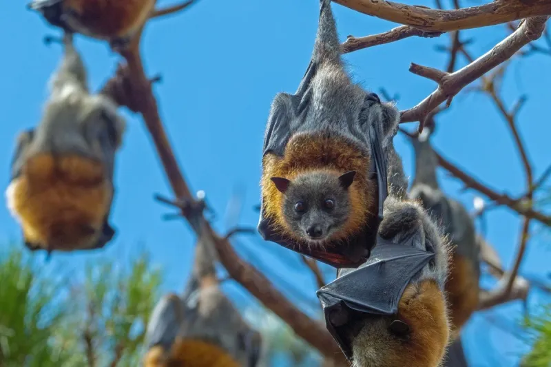 Central Texas is Home to the Best Bat Watching Spot in the State