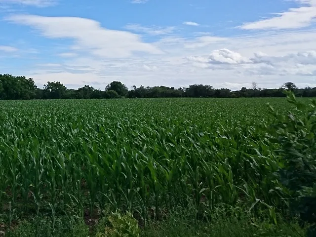Strong Mid-Atlantic Corn Basis Supports Early Harvest Returns