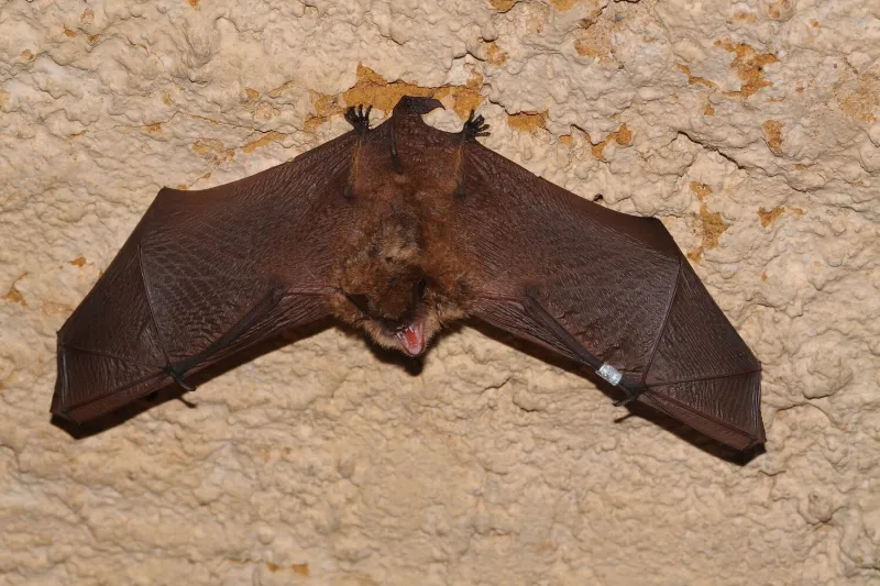 Rabid bat found near Cedar Park recreation center