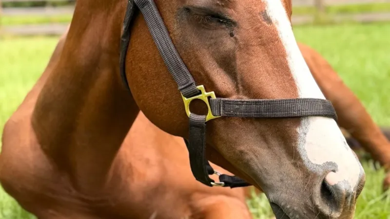 Seized horse Poppy gains 206 pounds in seven weeks at 3W Farm and Rescue