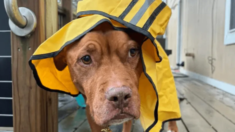 Central Texas animal shelters seek temporary fosters ahead of heavy rain