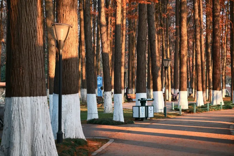 8 Painted Tree Symbols and What They Mean in Texas