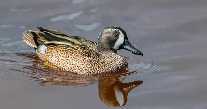 Strong teal numbers reported as shortened season nears end