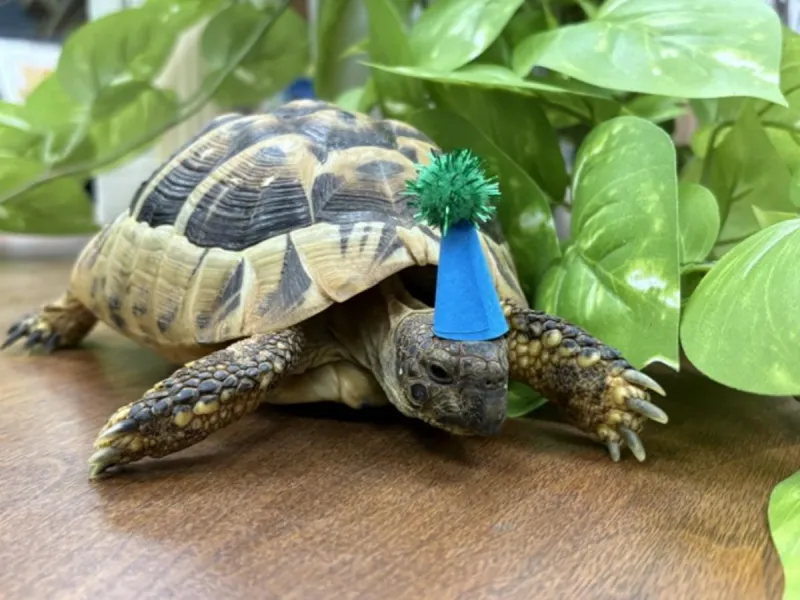 Lubbock, Say Hello to Tortellini the Library Tortoise