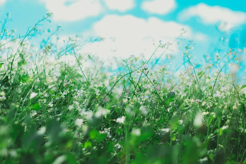 3 Sneaky Fall Allergy Triggers Wreaking Havoc In Lubbock