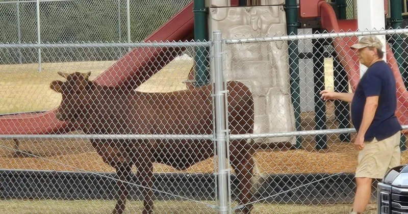 'Mooo-ve on': Cow wanders into playground area at local elementary school