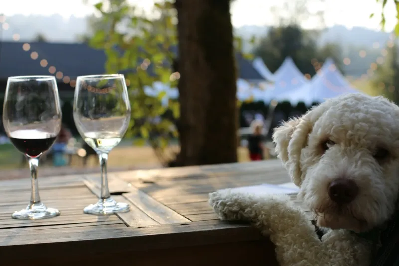 Local Animal Charity Hosts Corks And Collars Event With Wine And Costumed Dogs This Weekend