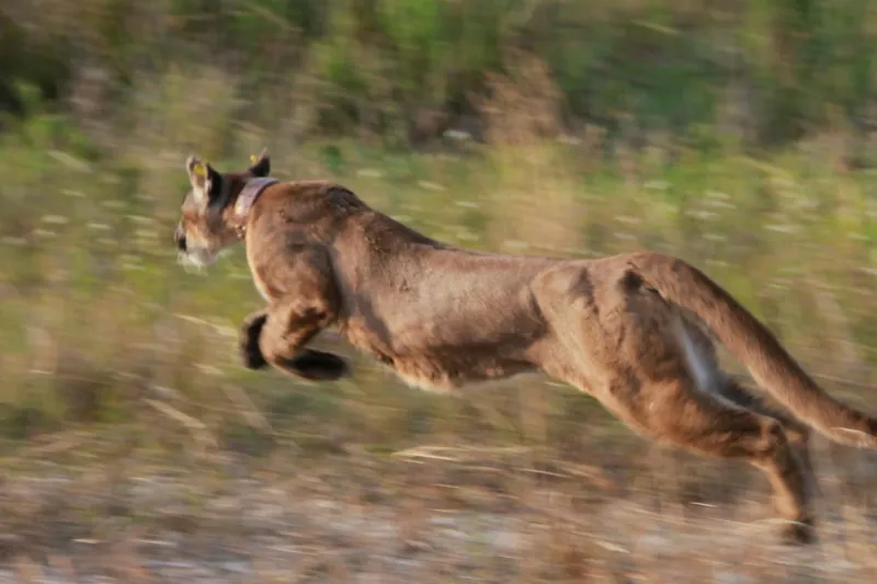 3 iconic animals show the value of the US Endangered Species Act -- and the harm in stripping it away