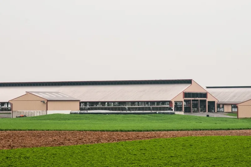 Dairy Margins Tighten As Feed Costs Keep Rising