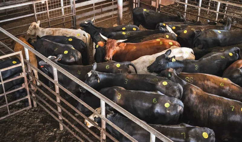 Cattle associations say ICE operations are disrupting Texas agriculture industry, will cause higher beef prices