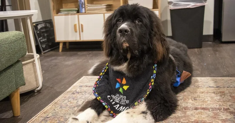 Canine Classmates co-founder's legacy lives on through new CACCC therapy dog