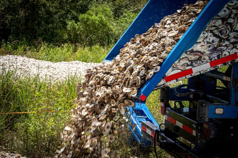 Local restaurants help Galveston Bay Foundation rebuild oyster habitat through shell recycling