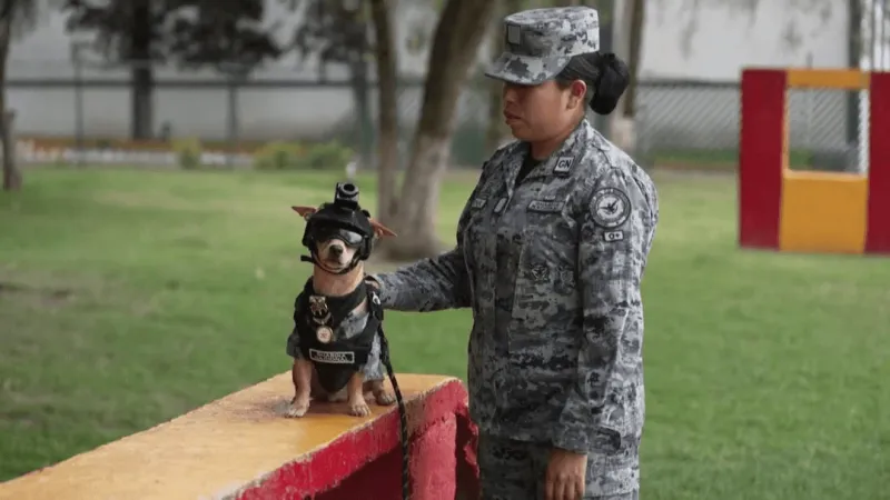 'Comando' the Chihuahua: Mexico's smallest National Guard member