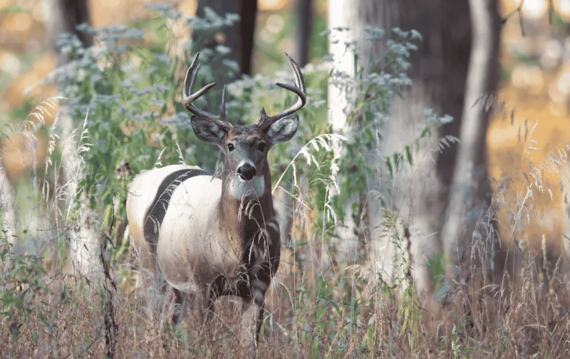 Texas Deer Season Outlook Strong for 2026-27
