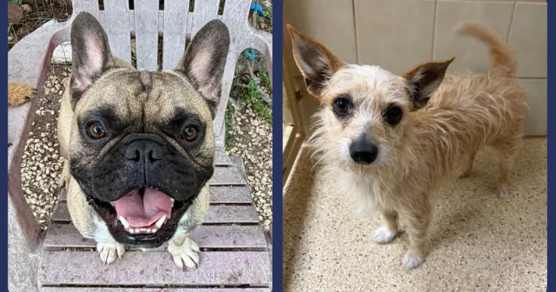 Kimmie's Korner: October is National Adopt a Shelter Dog Month