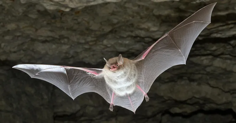 Genetic time capsule reshapes bat evolution and flight origins