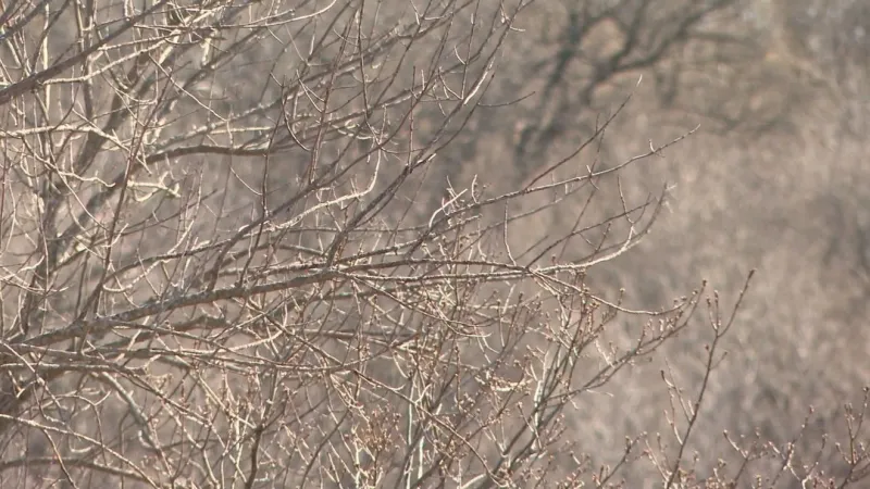 Williamson County lifts burn ban