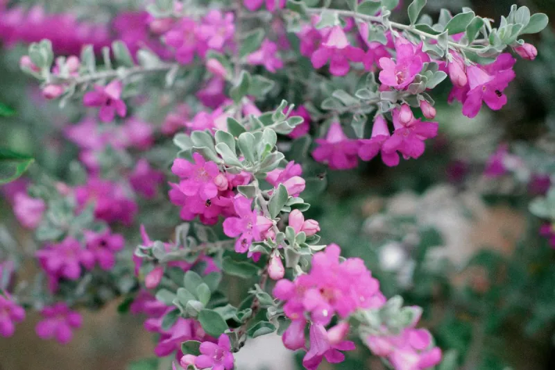 Should Lubbock Invest in More Landscaped Medians? The Pros, Cons and Potential Benefits