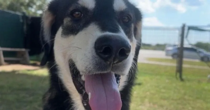 Goofy puppy at New Braunfels humane society searching for forever playmate