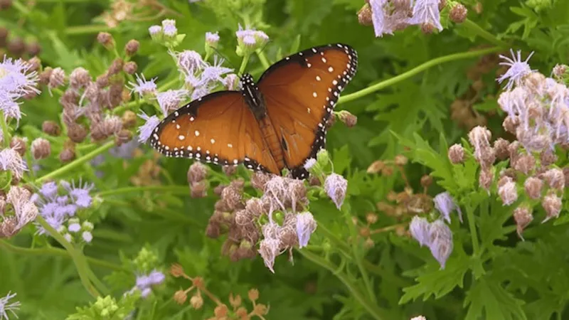 Monarch butterflies migration has begun