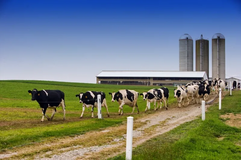 Dairy Margins Tighten As Multiple Pressures Build Further