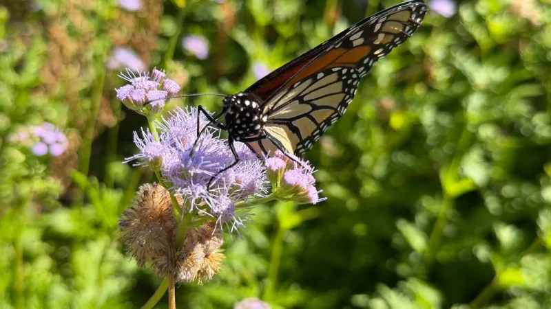 Monarch butterflies return to Abilene as fall migration season begins