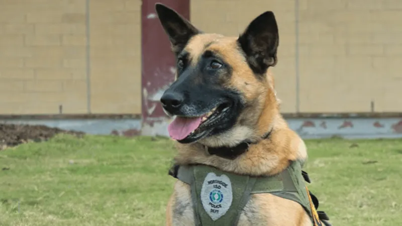 Northside ISD Police chief explains decision to euthanize K9 Donna instead of surgery