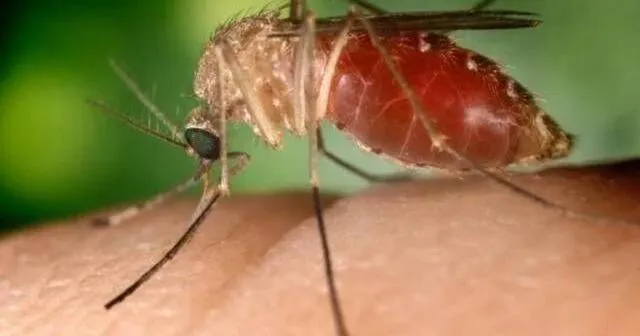 West Nile virus detected near Killeen