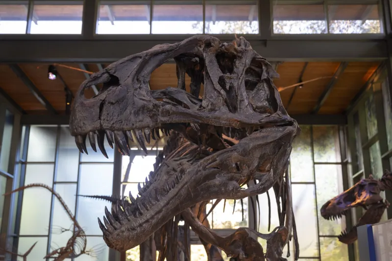 A century of dioramas, dinosaurs and discoveries: Witte Museum turns 100 with millions of years on exhibit