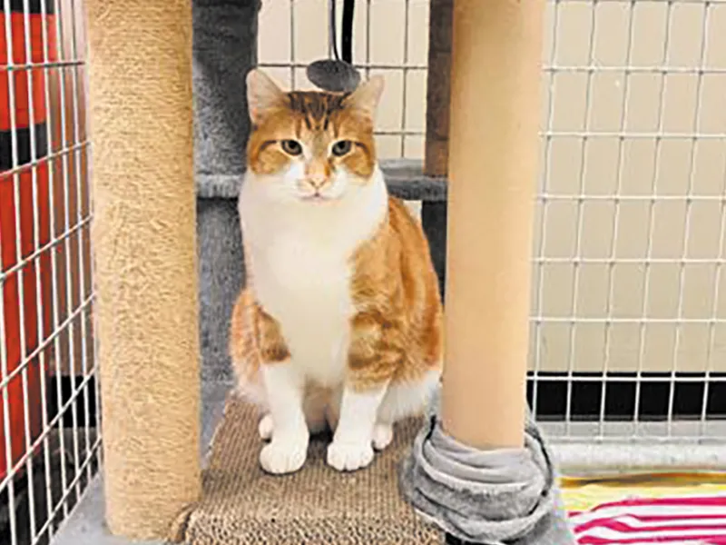 Pet of the week * 10-09-26
