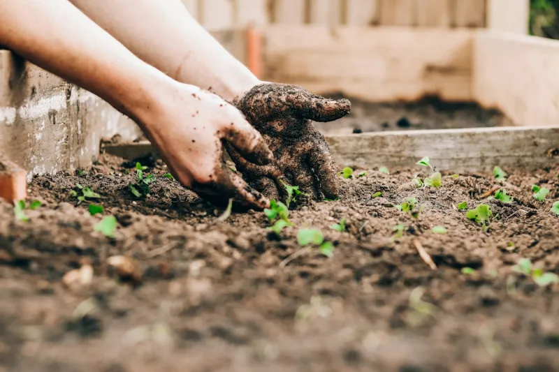 How To Easily Start Composting Your Food Scraps In Lubbock