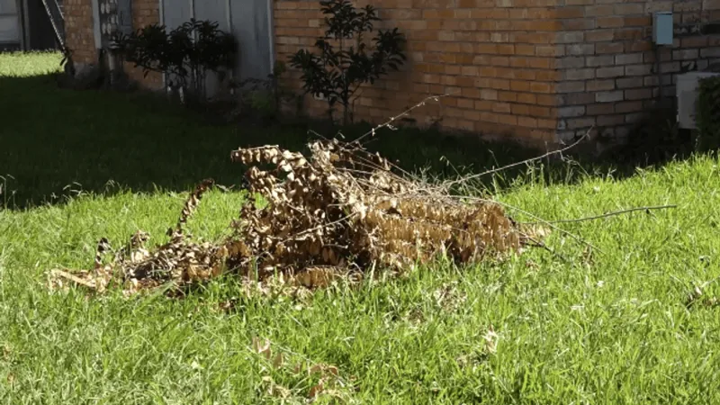 Port Arthur tenants at Villa Main Apartments complain of poor maintenance conditions