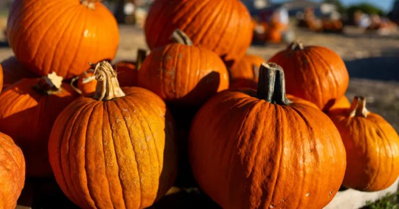 Drought conditions cut Texas pumpkin yields