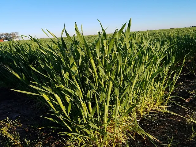 Poor Wheat Quality Pushes Chinese Grain Into Feed