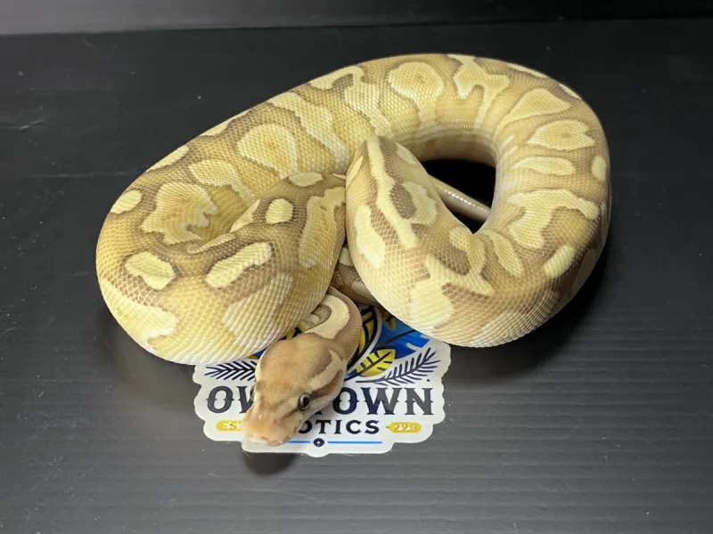 Snakes, Scorpions and Hedgehogs? Meet the West Texas Man Behind Owl Town Exotics