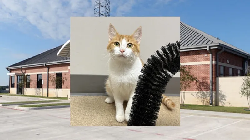 CHEETO NAMED PET OF THE WEEK