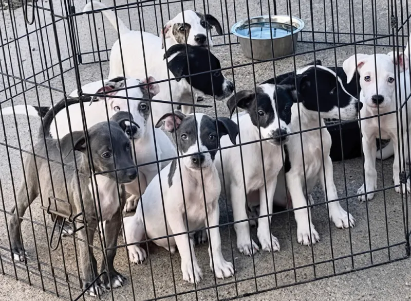 Nineteen New Puppies in Search for Homes to Oct. 10 Pawty