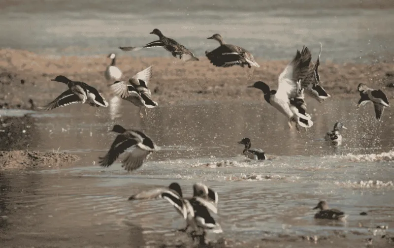 Texas 2026-27 Waterfowl Season: Outlook and Dates