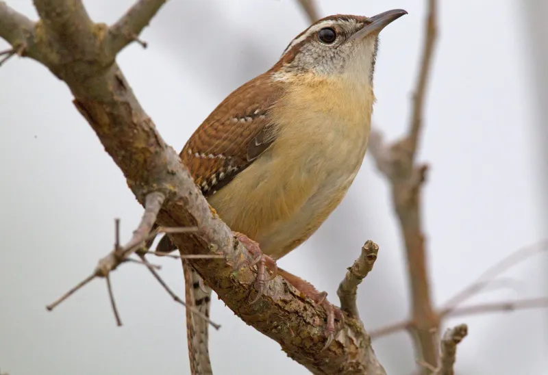 The Carolina Wren