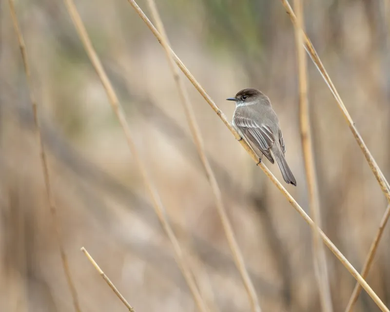 El Paso's Fall Bird Watching Season Is Here