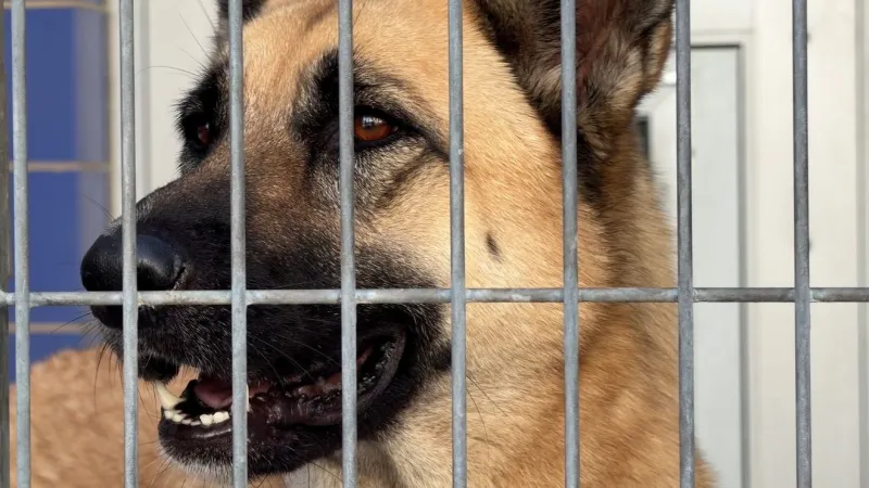 APD filed 11 animal cruelty warrants, how Austin shelters care for those animals